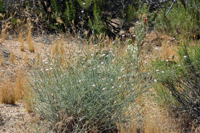 Brownplume Wirelettuce is mostly a woody sub-shrub often with 1 to 5 stems and branches ascending. These plants are mostly smooth and rarely tomentose. Brownplume Wirelettuce is important to and attracts large numbers of Native bees. Stephanomeria pauciflora